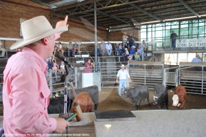 Zac Eade, auctioneer for Elders at the Scone cattle sales.