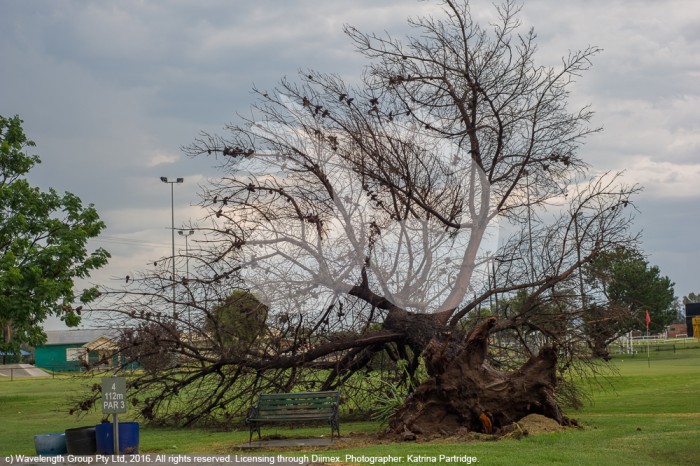 Trees were ripped out at the Aberdeen Golf Course, during a storm this evening. Photographer: Katrina Partridge.