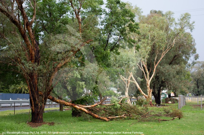 Trees were ripped out at the Golf Course, during a storm in Aberdeen