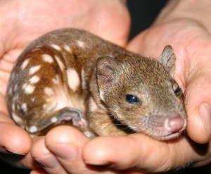 A native baby quoll, which fall prey to foxes