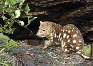 An adult spotted brown quoll