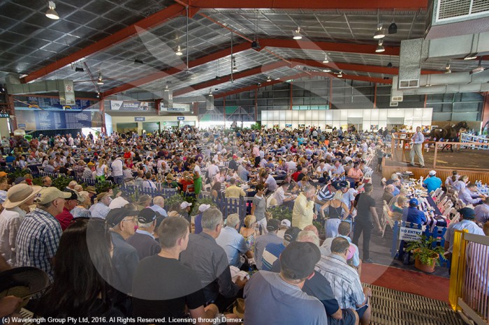 Bidders at the Magic Million sales on the Gold Coast