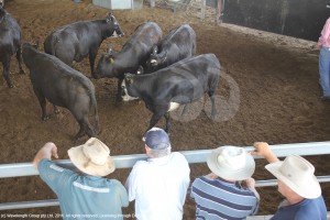 Cattle being sold at the Scone sale yards