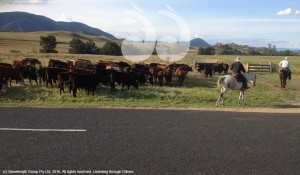 Droving cattle for the Gundy campdraft
