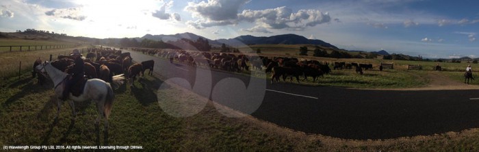 Droving cattle for the Gundy Campdraft