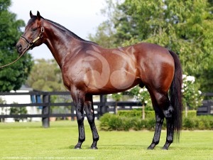 "I am Invincible" has 30 projeny for sale at the Inglis Classic this weekend.