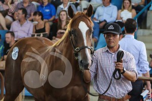 Snitzel x Hussterics colt sold at the Inglis sale for $170,000 yesterday