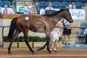 Record breaking colt by I Am Invincible x Quirina sold for $410,000 today.