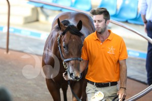 Maquee Stud, Willow Tree sold a colt for $280,000 to the China Horse Club