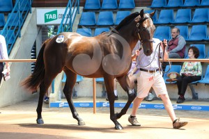 Colt by Hinchinbrook x Carlton Ace from Yarraman Park which fetched $260,000 today