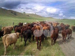 Droving cattle to the Moonan campdraft