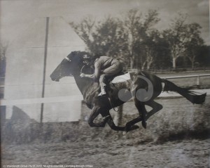 Mrs Betty Shepherd riding Quick Knock in the early 1950's.