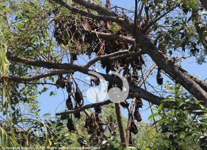 A flying fox in trees along the gully of the Scone golf course