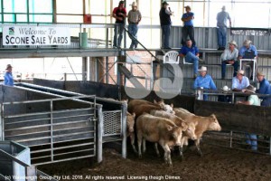 Stock at the Scone sale yards