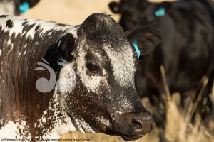 A Speckle Park cow on a farm in central western New South Wales, Australia.