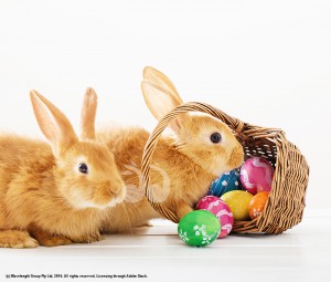 Bunny rabbits raiding some Easter eggs