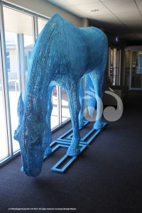 Big Blue on Show at Upper Hunter Shire Council Office, Scone.