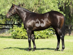 A colt by Lonhro and Alteza Real to be sold today at the Inglis Easter Sales.