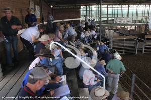 People attending the first Scone saleyards induction