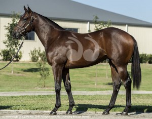 The colt sold by Newgate Farm yesterday for $1.2million, by Fastnet Rock and Rose of Cimmaron.