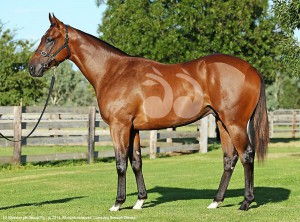 A colt by Redoute's Choice and National Colour which sold for $1,750,000.