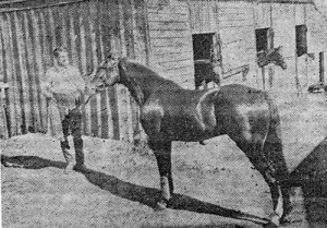 Scott Johnston’s champion galloper Willie Ploma, the chestnut son of Merv (imp) was bred by Mr. Silas Rose of Parkville.