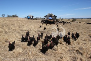 The chooks come to investigate a new arrival