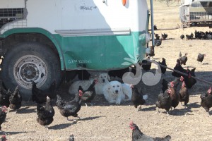 Two Maremmas guarding the flock from the shade of the bus - mobile chook shed.