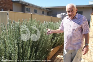 Michael O'Neill with rosemary bushes planted behind the Merriwa Museum.