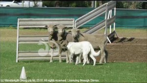 Bill Davidson's “Patch” working some sheep at the Murrurundi Sheepdog Trials.