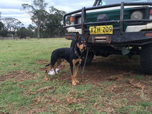 Raffa eagerly waiting his turn at the Cattle Dog Trials at 'East Rossgole' with owner Kerryanne Thompson