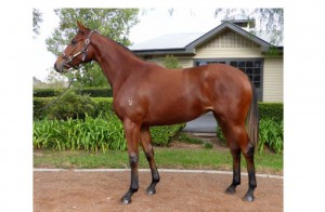 Bay filly from Arrowfield by Big Brown and Talons Shown.