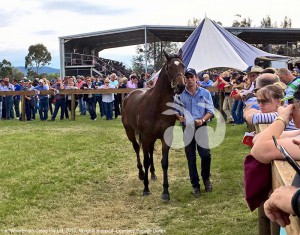 The filly by Duporth and Extremely which fetched $115,000 at the Scone Yearling Sales.