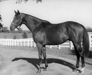 A stallion shot of Shannon at Spendthrift Farm, c.1951. Photo courtesy of Keeneland-Meadors.