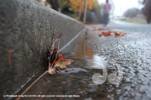A steady trickle in the gutter while the rest soaks in the dry earth.
