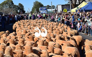 The running of the sheep in red socks at the Festival of the Fleeces in Merriwa.