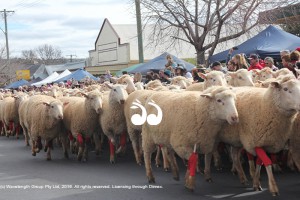 The sheep in red socks make their way down the main street of Merriwa during the Festival of the Fleece.