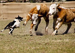 A dog working cattle.