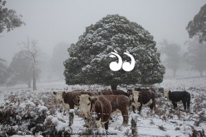 Cattle sheltering from the snow on the Barrington Tops.