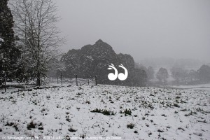 Snow during June at Tomalla on the Barrington Tops.