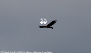 A wedge-tail eagle circling a paddock of sheep on Chris Kemp's property.
