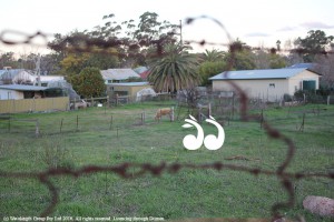 Paddocks in Figtree Gully, Scone where cattle were attacked by pg dogs.