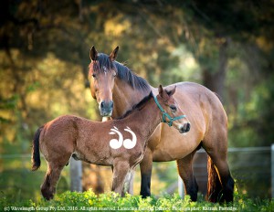 Mare and foal in Scone. Photographer: Katrina Partridge.