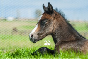 Bay colt by champion sire Sebring x Prairie Star foaled at Cressfield Stud. Photographer: Katrina Partridge.