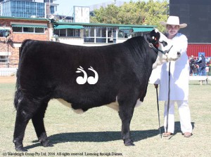 Tayla Miller with Angus cross Hereford steer bred by Goonoo Goonoo Pastoral Co and winner of MSA Meat eating quality award of class 5.