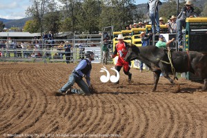 The 2016 futurity bucking bull sale in Scone.