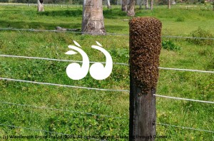 A swarm of bees on a fence post.