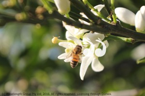 Bees are becoming active with the warmer weather.