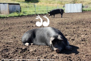 The pigs have plenty of room to play and were happy about the recent wet weather creating mud.