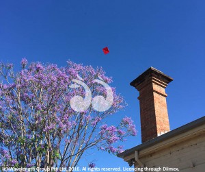 The umbrella high in the sky over Kelly Street, escaping the Cottage.